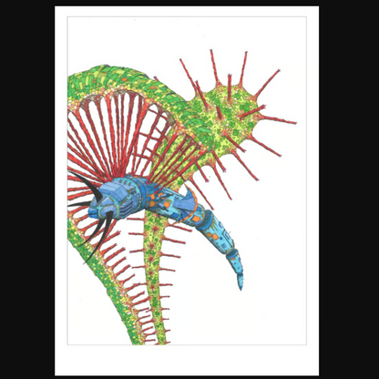 Print 'Thijs Jager' Drosera Anglica