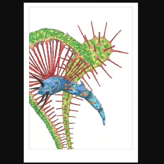 Print 'Thijs Jager' Drosera Anglica